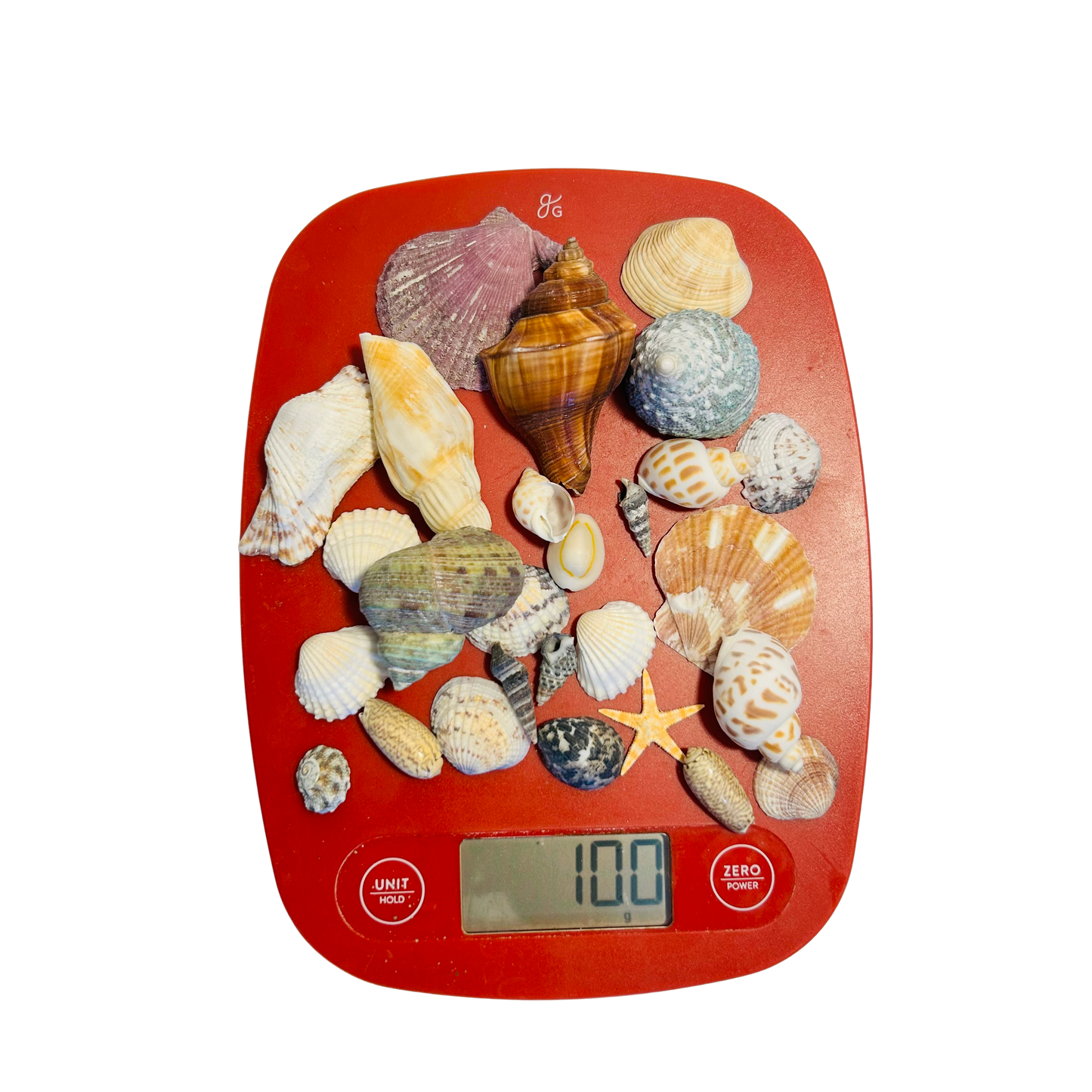 Natural Sea Shells