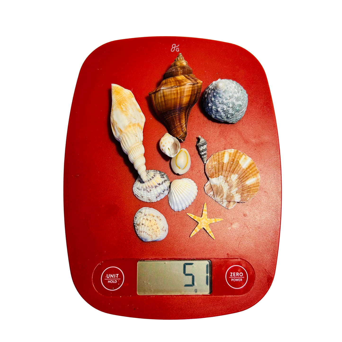 Natural Sea Shells