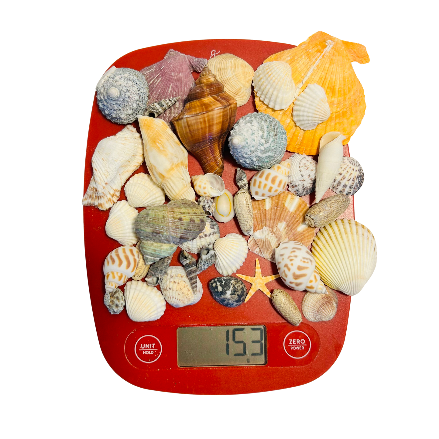 Natural Sea Shells