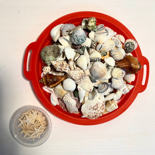 Natural Sea Shells